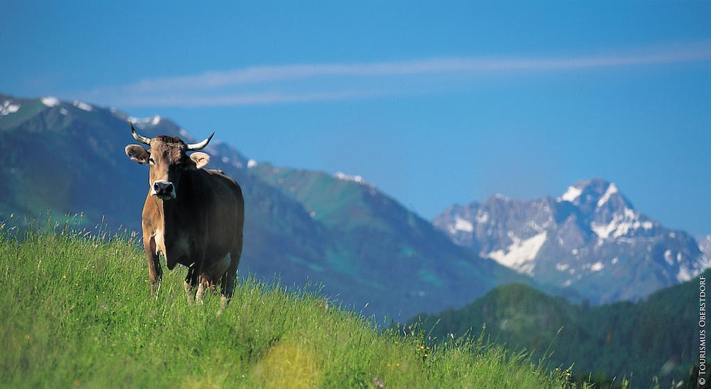 Appartement Hornblick Fewo- Ab Mai Freie Fahrt Mit Bergbahnen Oberstdorf